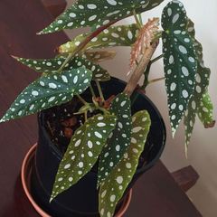 Begonia Maculata Polka Dot Begonia lovely healthy plant