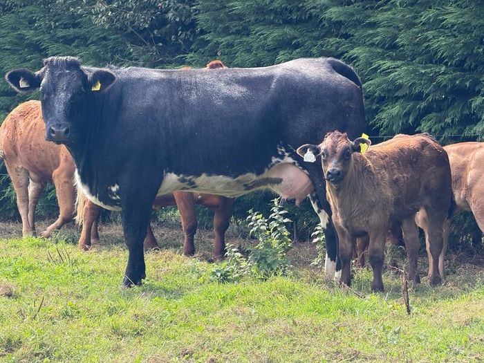 2 super cows and calves for tullamore mart