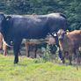 2 super cows and calves for tullamore mart Image 6