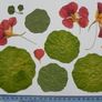 Nasturtium - Pressed Flowers for Crafting: Flowers, Petals, Leaves Image 5