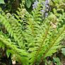 Large Ferns Three Euros Image 6