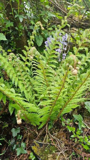 Large Ferns Three Euros