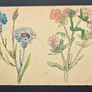 Antique botanical & butterfly postcards set Image 3