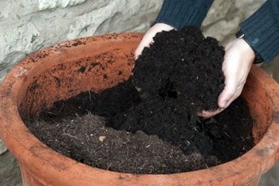 Biochar and wood ash