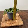 String of pearls house plant Image 5
