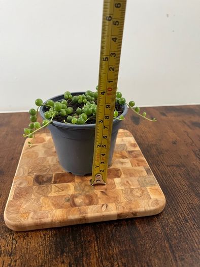 String of pearls house plant