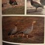 Ornamental water fowl Image 5
