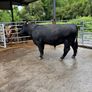 Angus bulls westmeath dairy beef eligible Image 2