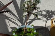 Blue Juniper