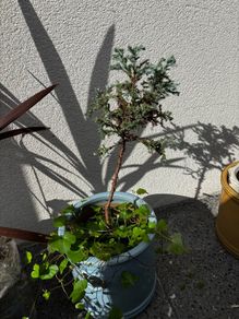 Blue Juniper