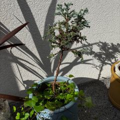 Blue Juniper
