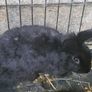 Rabbits-Dwarf Image 4