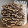 Mushroom Growing Kits and Live Mycelium Cultures Image 5