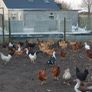 Point of lay pullets/hens Image 8