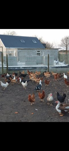 Point of lay pullets/hens