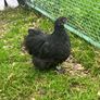Olive Egger Rooster & Black Pekins Image 8