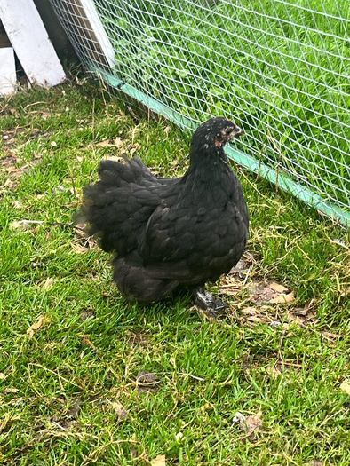 Olive Egger Rooster & Black Pekins