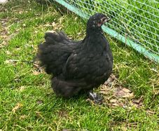 Olive Egger Rooster & Black Pekins