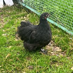 Olive Egger Rooster & Black Pekins