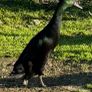 Breeding flock of Indian runner ducks Image 5
