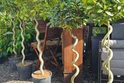 Spiral Bay Laurel Lollipop Trees