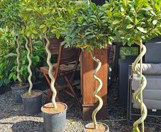 Spiral Bay Laurel Lollipop Trees