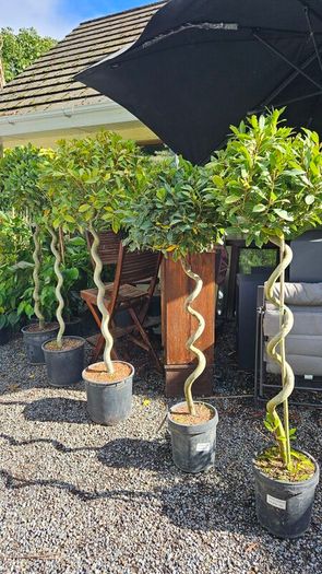 Spiral Bay Laurel Lollipop Trees