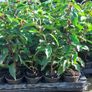 Portuguese Laurel Hedging Image 4