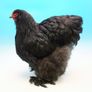 Poultry Auction: Ryan McLaren Major Reduction Sale Image 8