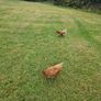 Free Range Eggs Image 2