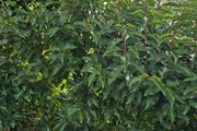 Portuguese cherry laurel-- Prunus lusitanica