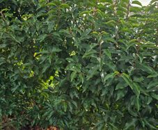 Portuguese cherry laurel-- Prunus lusitanica