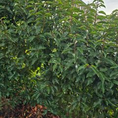 Portuguese cherry laurel-- Prunus lusitanica