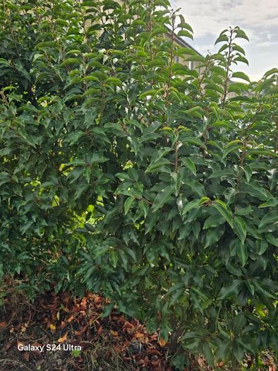 Portuguese cherry laurel-- Prunus lusitanica