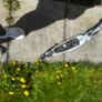 Scooter Image 3