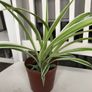 SpiderPlants - multiple sizes available! Image 10