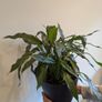 Indoor plant Image 2