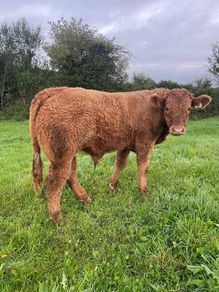 LOT NUMBERS AI Heifer and Bulls for Gort Mart