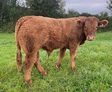 LOT NUMBERS AI Heifer and Bulls for Gort Mart