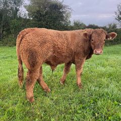 LOT NUMBERS AI Heifer and Bulls for Gort Mart