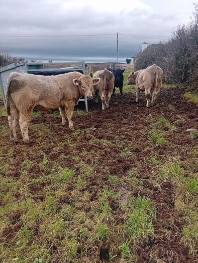 9 Aberdeen angus weanling bulls