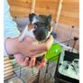 guinea pigs Image 4