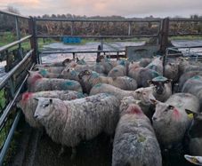 30 top quality butchers lambs