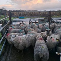 30 top quality butchers lambs