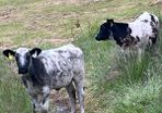 Heifers