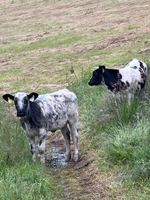 Heifers