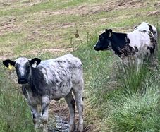 Heifers