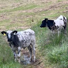 Heifers