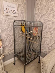 parrot cage