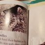 Big Cats Eyewonder Enter A World Of Discovery Image 3